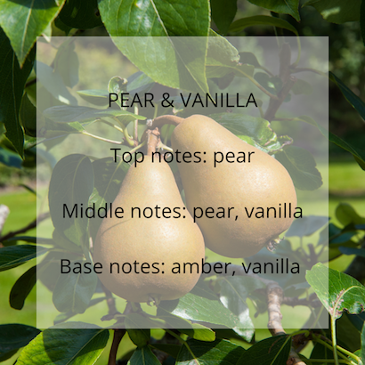 Pear and Vanilla fragrance notes - Calon Candles