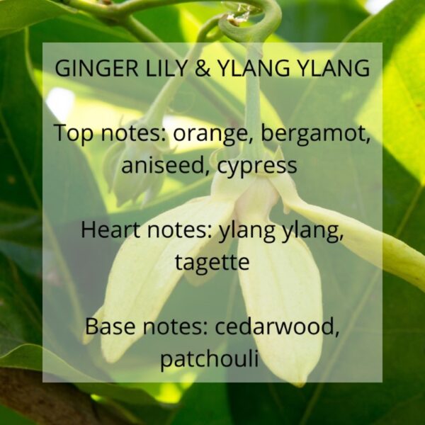 ginger lily and ylang ylang fragrance notes